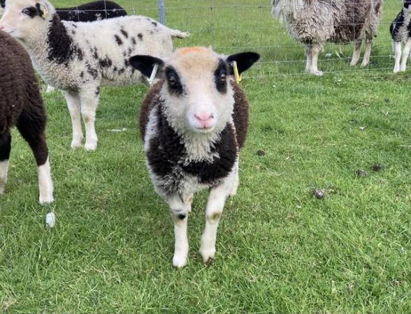 Image 8 of Shetland sheep wether lambs (castrated rams) for sale