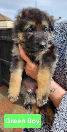 Image 11 of German Shepherd puppies for sale