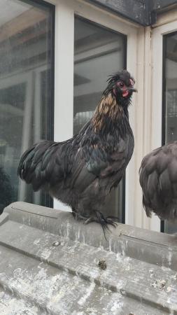 Image 4 of 3 month old Silkie x pekin rooster/cockerel