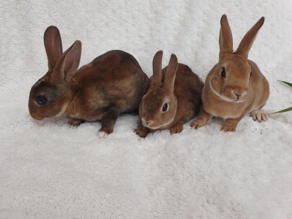 Image 3 of Pure breed mini rex rabbits