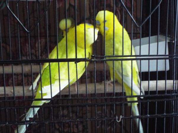 Image 4 of Four Budgies For Sale including Cage etc