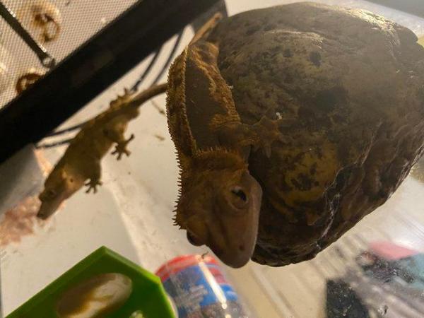 Image 3 of Four years old lavender crested gecko
