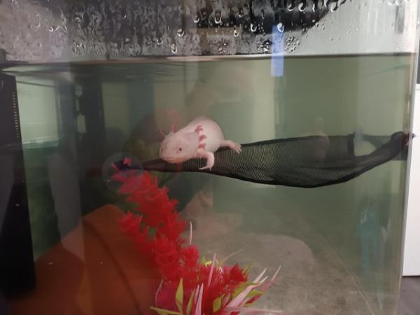 Image 4 of 3 months and 2weeksold baby axolotles ready to go now
