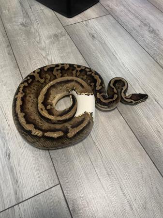 Image 5 of Pastel pied royal python