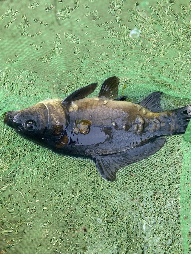 Preview of the first image of Mirror Carp and Common Carp.