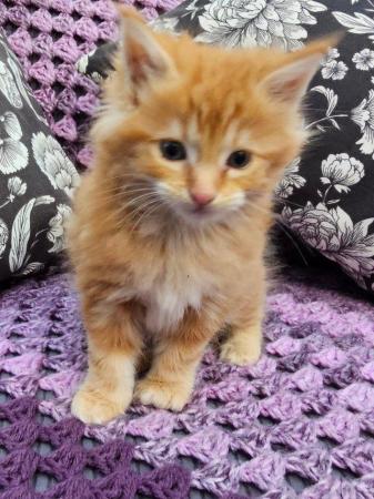 Image 2 of Maine Coon Kittens ONE GIRL LEFT!