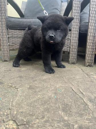 Image 3 of male short haired chow chow