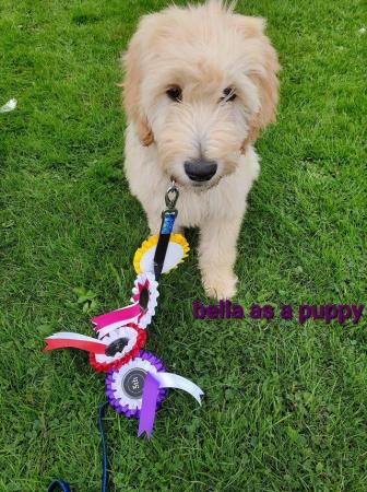 Image 7 of SOLD OUT quality red girls goldendoodle x irishdoodle