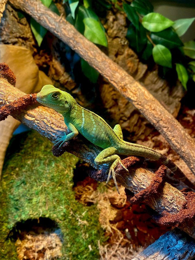 Preview of the first image of 7 month old Chinese water dragon with accessories and Viv.