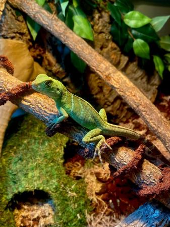 Image 1 of 7 month old Chinese water dragon with accessories and Viv