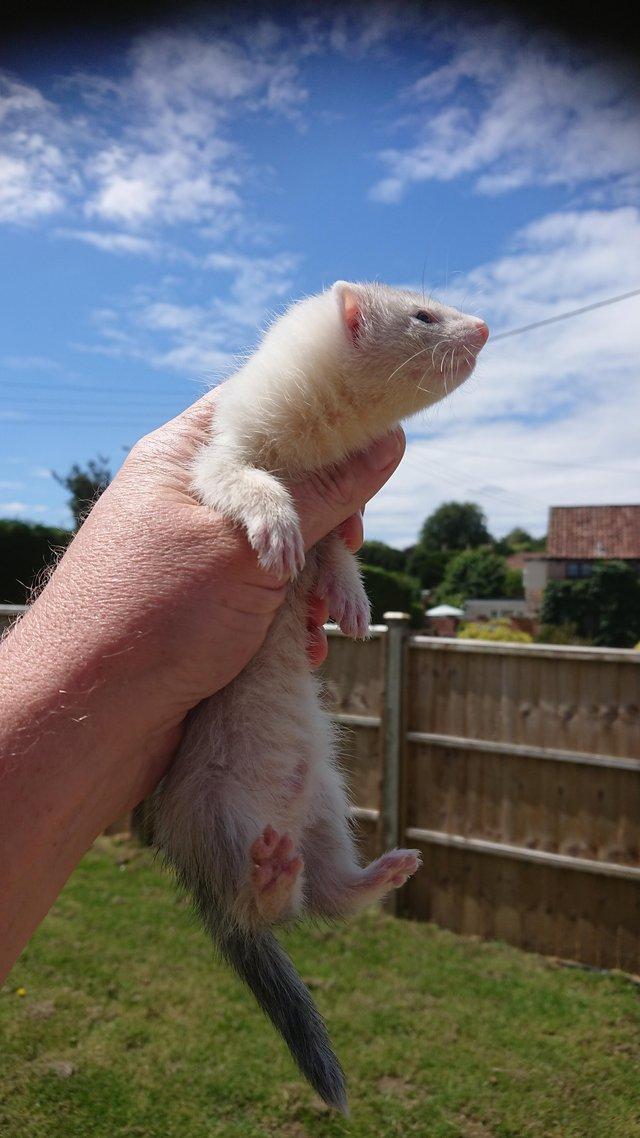 Preview of the first image of Micro ferret kits for sale ready now.