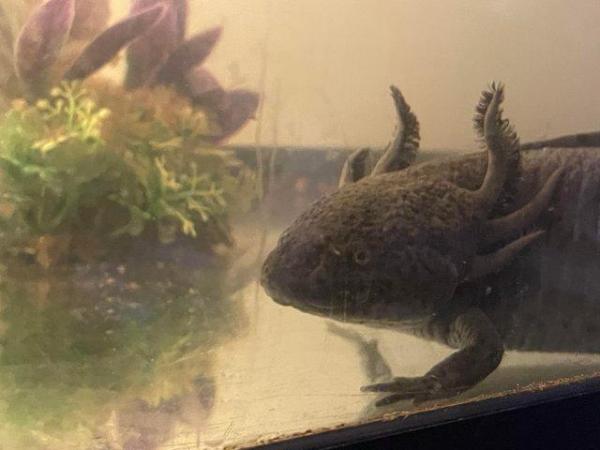 Image 3 of Male Axolotls wants forever home