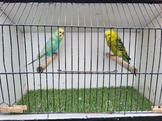 Preview of the first image of Proven budgie pair available for new home.