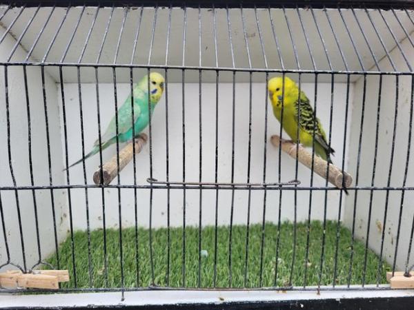 Image 1 of Proven budgie pair available for new home
