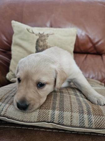 Image 3 of Beautiful pedigree Labrador puppies, raised in the home.