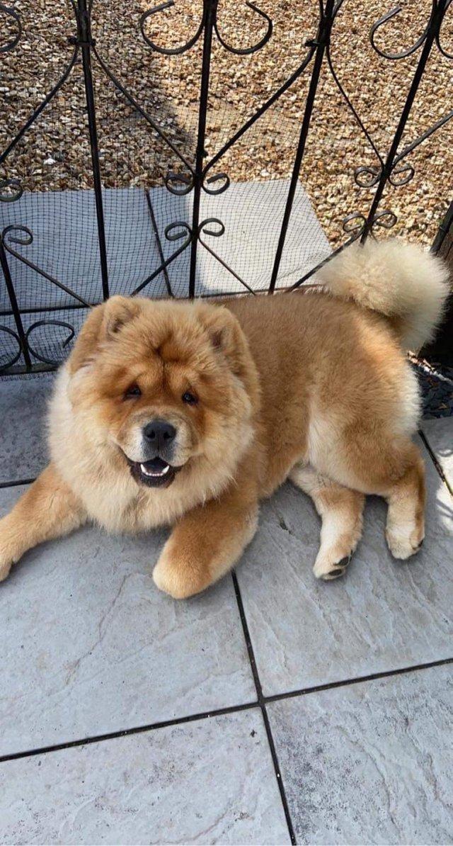 Preview of the first image of 3yr old chow chow male dog for sale.