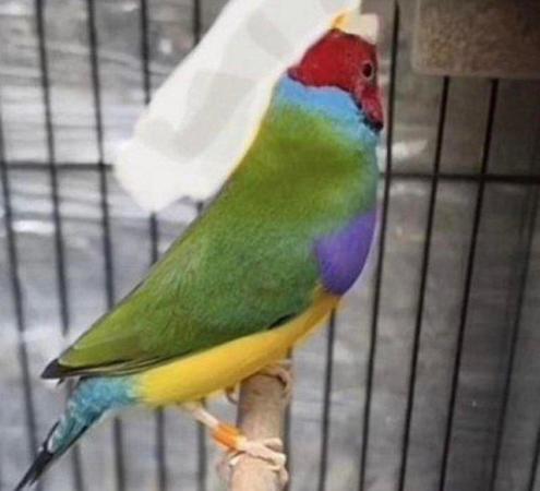 Image 3 of Sold Gouldian Finches Male 14 months old no more available