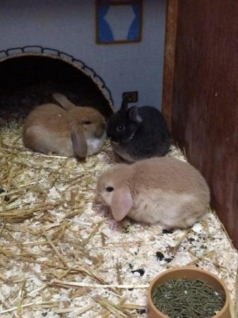 Image 3 of Rabbits for sale ideal family pets