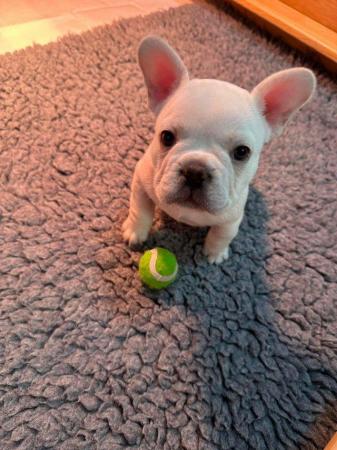 Image 3 of French bulldog puppy for sale