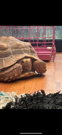 Image 5 of Large sulcuta tortoise for rehoming