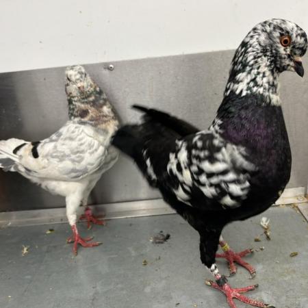 Image 2 of German Modena pigeons available