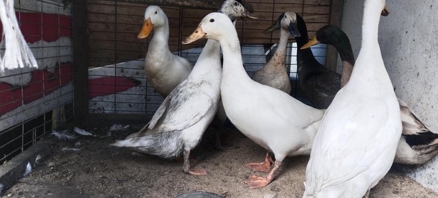 Image 1 of Call ducks or runner for sale