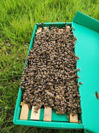 Image 1 of Spring Honey Bee Nucs 2024