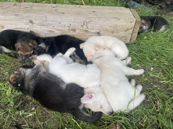 Image 1 of German shepherd puppies looking for new homes