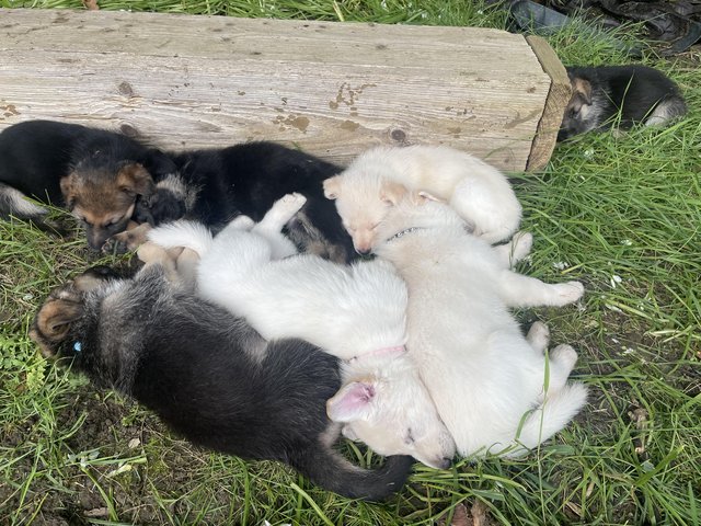 Preview of the first image of German shepherd puppies looking for new homes.