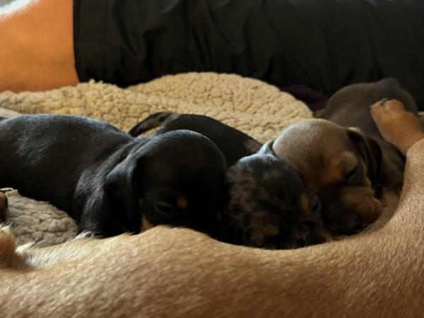 Image 5 of Miniature Dachshund puppies