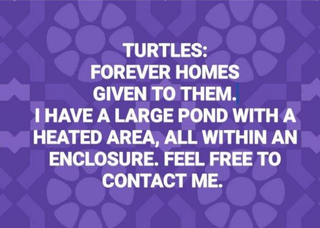 Image 1 of TURTLES GIVEN A LOVING FOREVER HOME.