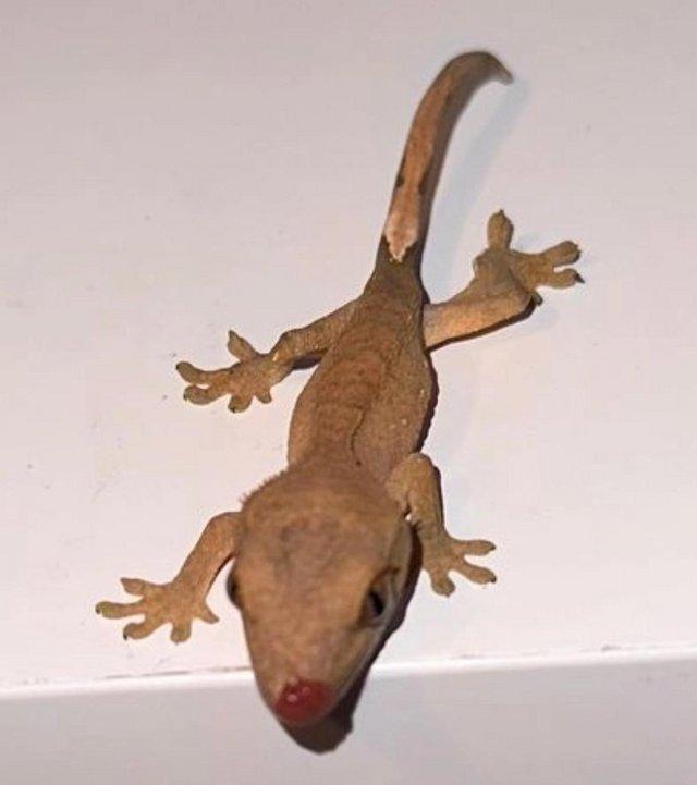 Preview of the first image of I have 6 amazing baby crested geckos 3 left.