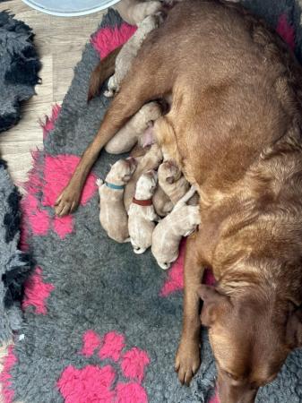Image 3 of Kc reg fox red lab puppies ready now