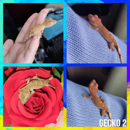 Image 4 of Beautiful crested gecko hatchlings