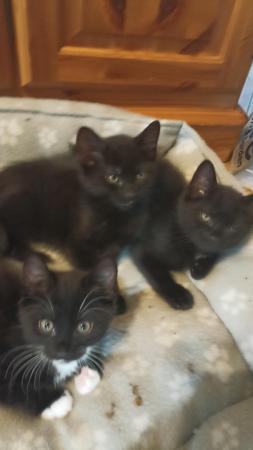 Image 1 of Kittens for sale , two black females, one tuxedo female ,