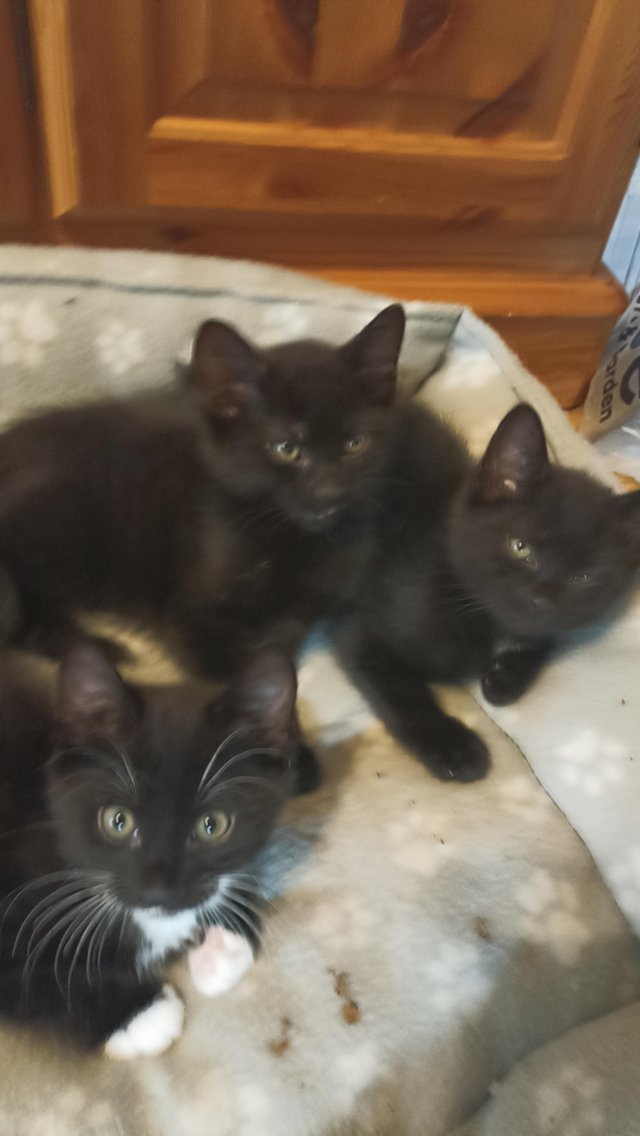 Preview of the first image of Kittens for sale , two black females, one tuxedo female ,.