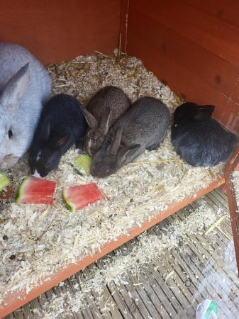 Image 2 of 9 baby bunnies ready for new homes