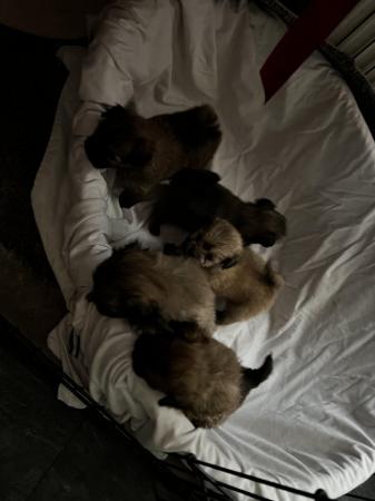 Image 21 of Lhasa apso cross Pomeranian puppies