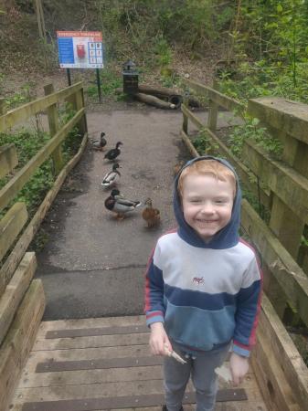Image 1 of Wanted bird/birds for my son please