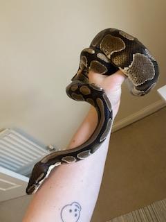 Image 4 of Six year old male ball python