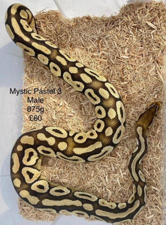 Image 13 of Royal Pythons for sale.