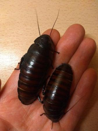 Image 3 of Madagascan hissing cockroaches