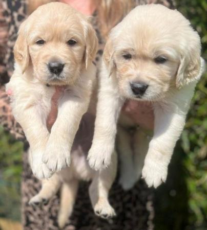 Image 2 of Gorgeous Golden retriever puppies