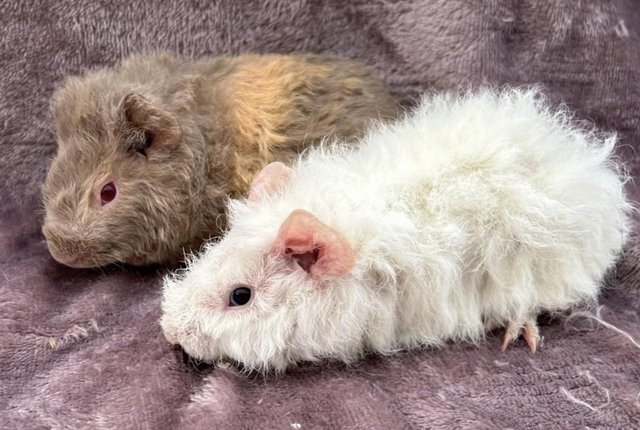 Image 3 of 9-11 week old guinea pigs