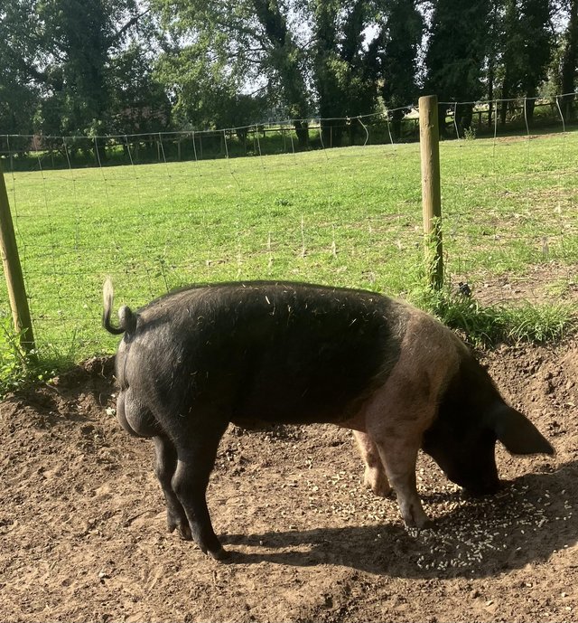 Preview of the first image of Young British Saddleback boar for sale.
