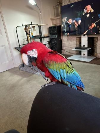 Image 10 of Greenwing male macaw for sale