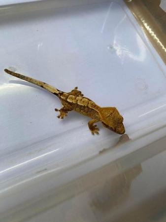 Image 4 of Extreme harlequin crested gecko £70