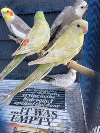 Image 3 of Wanted all types of birds large lots avairy clearance etc