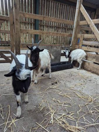 Image 3 of Yearling Bagot goat wethers for sale, friendly and tame