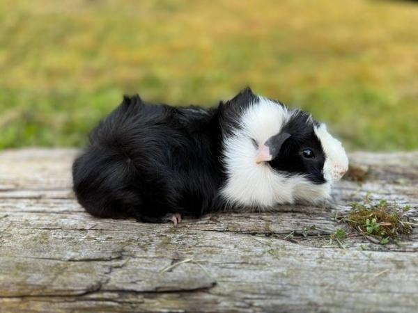 Image 5 of Guinea pigs male and female for sale. Sheffield.